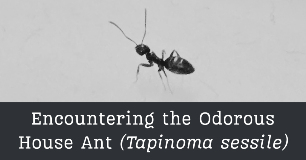 odorous house ant